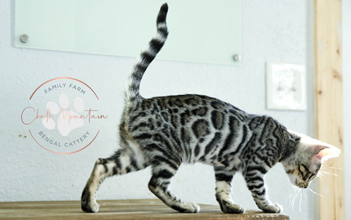 bengal kitten for sale
